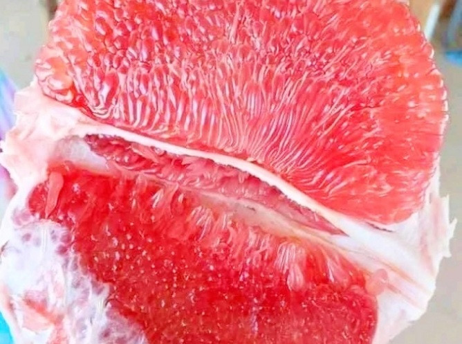 Sở NN-PTNT Vĩnh Long cũng đã báo cáo giống bưởi này về Cục trồng trọt (Bộ NN-PTNT), nhưng đến nay địa phương vẫn chưa nhận được ý kiến gì từ Cục. Ảnh: Nongnghiep