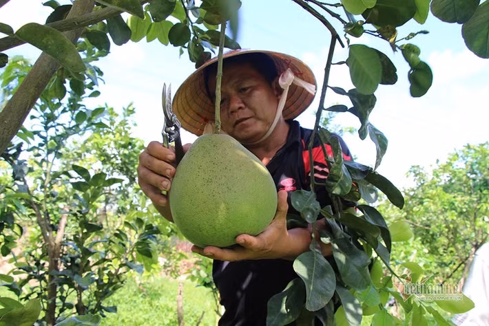 Người đầu tiên tại Việt Nam trồng giống bưởi đặc sản của Thái Lan là ông Võ Ngọc Duy Phong (ngụ thị trấn Cái Nhum, huyện Mang Thít, Vĩnh Long). Ảnh: Vietnamnet.