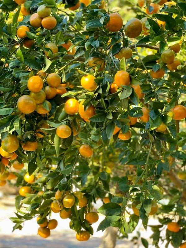 Được biết, vườn cây trái trong biệt thự của Bằng Kiều do mẹ ruột anh chăm sóc.