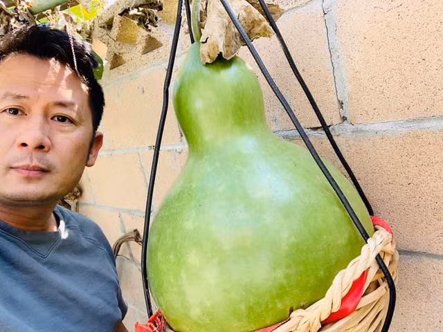 Mới đây, ca sĩ Bằng Kiều khoe trái cây thu hoạch tại vườn nhà bên Mỹ khiến nhiều người không khỏi trầm trồ.