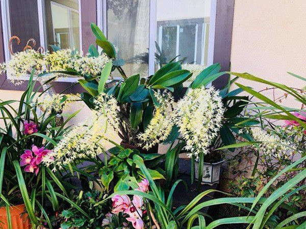 Các loại hoa như lan, hồng, sen đá đua nhau khoe sắc trong khuôn viên tổ ấm của Bằng Kiều.