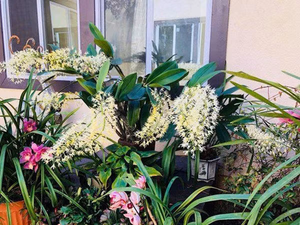 Các loại hoa như lan, hồng, sen đá đua nhau khoe sắc trong khuôn viên tổ ấm của Bằng Kiều.