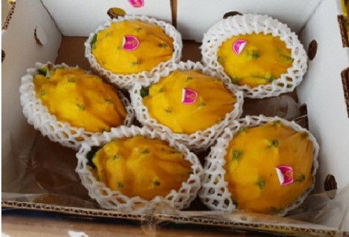 Chị Ngọc (Hà Nội) cho biết vừa đặt mua 2kg thanh long vàng Ecuador làm quà biếu với giá 950.000 đồng/kg. Ảnh: Shopee.