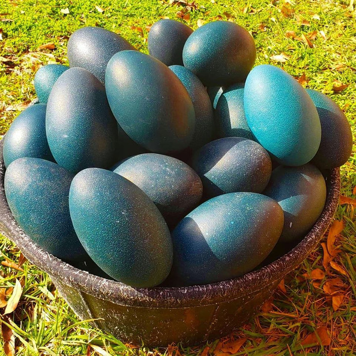 Tại Việt Nam, nhiều gia đình giàu có cũng đặt mua trứng đà điều xanh từ Úc về để tẩm bổ.