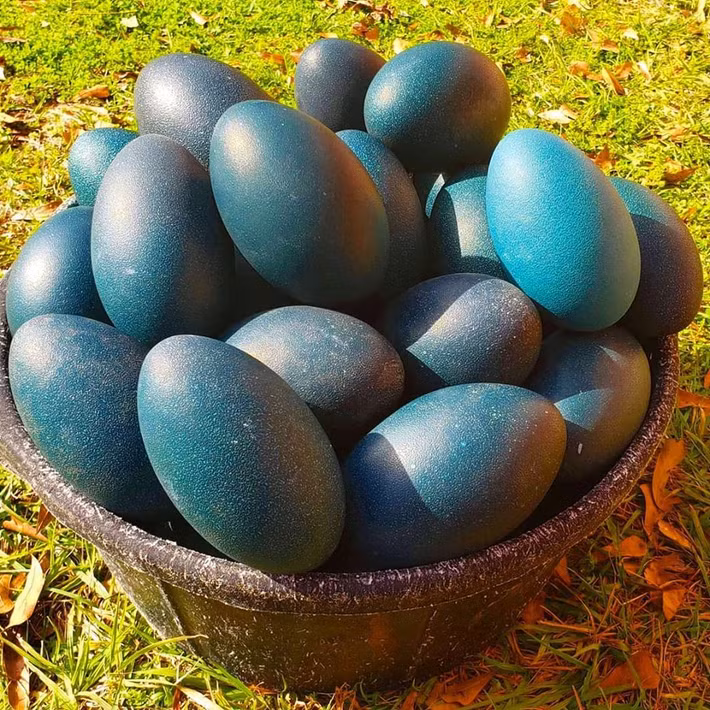 Tại Việt Nam, nhiều gia đình giàu có cũng đặt mua trứng đà điều xanh từ Úc về để tẩm bổ.