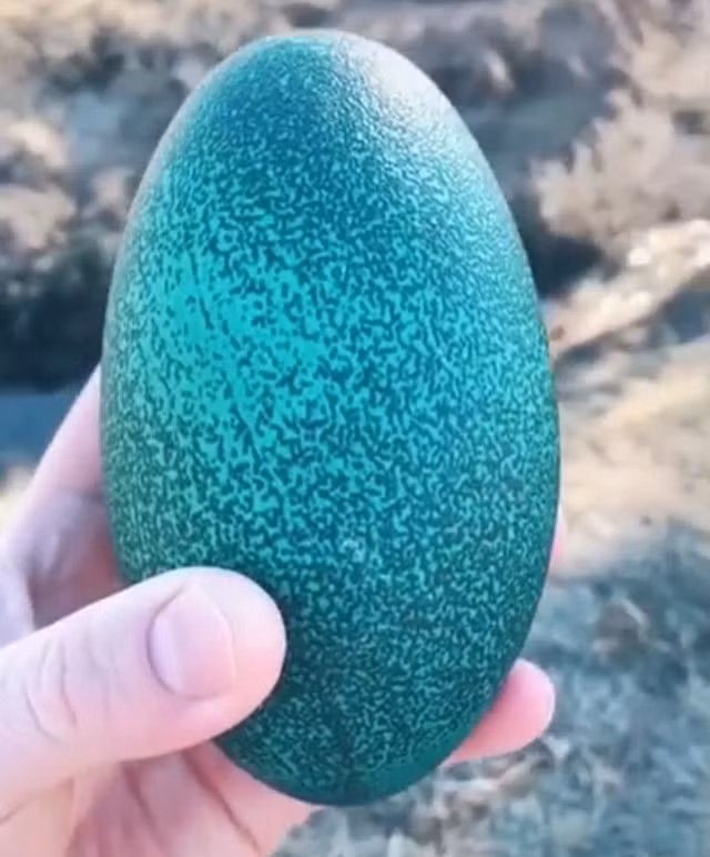 Điểm nổi bật của loại trứng này là vỏ màu xanh rất đẹp mắt.