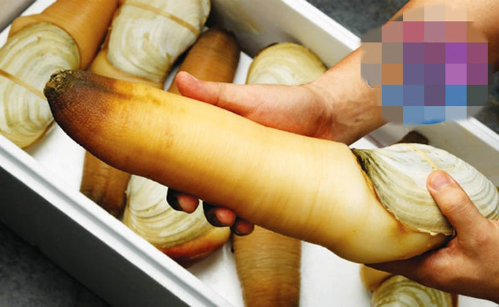 Bình thường, tu hài Canada có có giá khoảng 1,8 - 2,5 triệu đồng/kg. Tuy nhiên, vào những mùa trái vụ như mùa này giá tu hài Canada có thể lên đến 5 triệu đồng/kg. Ảnh: Haisanbiendong.