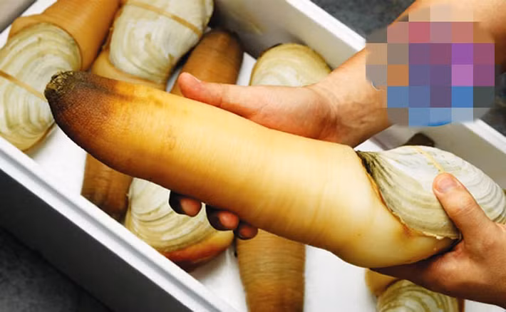 Bình thường, tu hài Canada có có giá khoảng 1,8 - 2,5 triệu đồng/kg. Tuy nhiên, vào những mùa trái vụ như mùa này giá tu hài Canada có thể lên đến 5 triệu đồng/kg. Ảnh: Haisanbiendong.