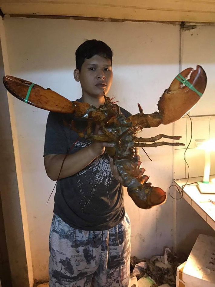 Trước đây, tôm hùm Canada thường xuất hiện tại các nhà hàng sang trọng hay các khách sạn 5 sao, chúng được xếp vào những món ăn có giá đắt đỏ bậc nhất. Ảnh: Facebook Tôm hùm Canada