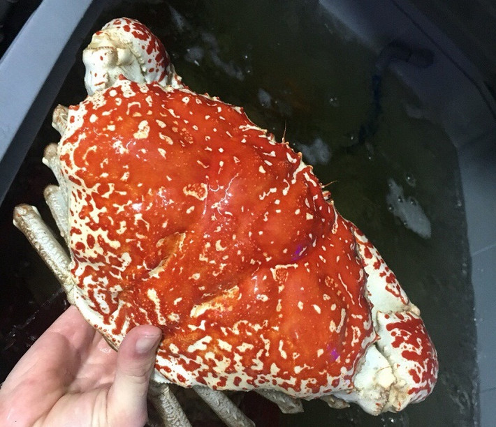 Tại một số nhà hàng hải sản ở Việt Nam, cua Tasmania khổng lồ có giá dao động từ vài triệu đến cả chục triệu đồng/kg. Tuy nhiên vào một dịp cao điểm như tết thì giá của chúng thường đội lên rất nhiều lần. Một con cua có trọng lượng từ 3-10kg sẽ có giá từ 20 triệu đến 70 triệu/con. Ảnh: Haisanhoanglong.