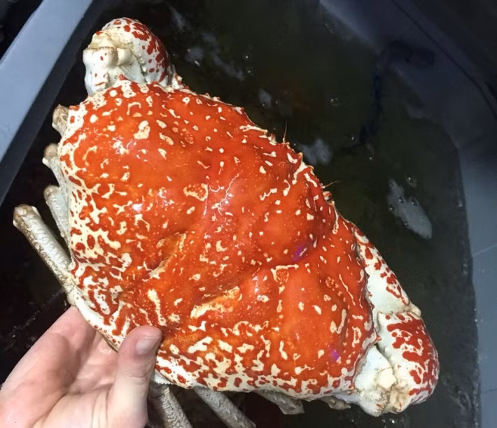 Tại một số nhà hàng hải sản ở Việt Nam, cua Tasmania khổng lồ có giá dao động từ vài triệu đến cả chục triệu đồng/kg. Tuy nhiên vào một dịp cao điểm như tết thì giá của chúng thường đội lên rất nhiều lần. Một con cua có trọng lượng từ 3-10kg sẽ có giá từ 20 triệu đến 70 triệu/con. Ảnh: Haisanhoanglong.