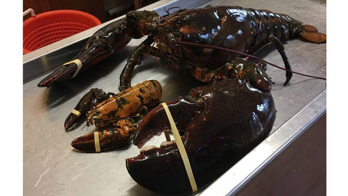 Tôm hùm Canada hay còn gọi tôm hùm Alaska cũng là hải sản được ưa chuộng tại Hà Nội vài năm gần đây. Tôm có trọng lượng khá lớn, trung bình từ 1 - 3kg/con, có con nặng tới 5kg, thậm chí, kỷ lục có con tôm nặng tới 7kg. Ảnh: Vietnamnet.