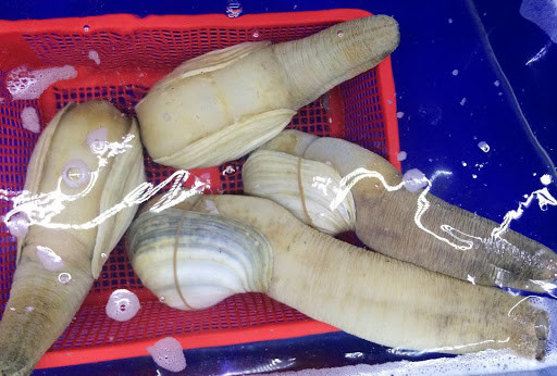 Mấy năm gần đây, giới nhà giàu Việt đặc biệt ưa chuộng các loại hải sản nhập khẩu từ phương Tây. Trong đó, tu hài Canada được nhiều chị em "lùng mua". Ảnh: Vietnamnet.