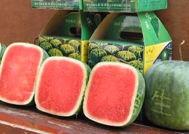 Nhiều khách hàng thưởng thức dưa hấu vuông cho biết, loại dưa này chỉ khác ở hình dạng, còn mùi vị và giá trị dinh dưỡng không mấy khác biệt. Ảnh: Phap luật TP HCM.