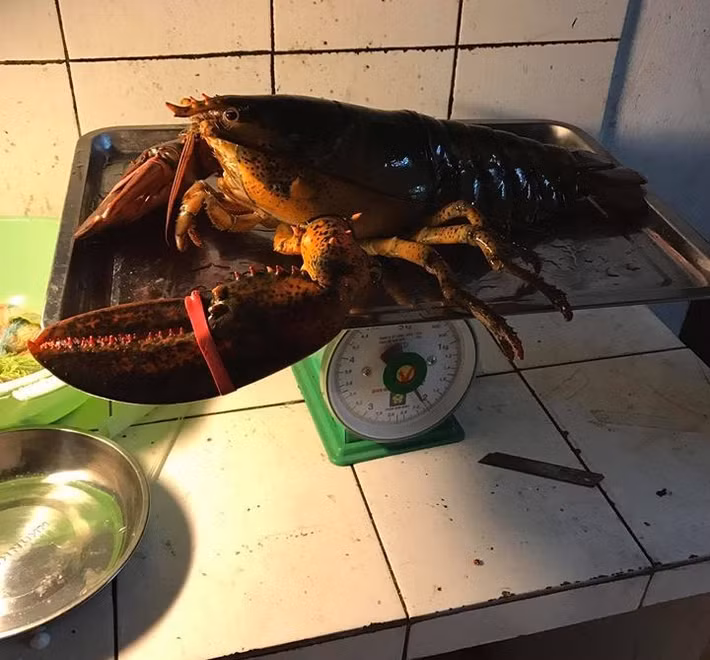 Để mua được tôm hùm Canada tươi ngon, nhiều khách hàng phải đặt trước đơn hàng. Thậm chí, một đại gia ở Hà Nội đợi hẳn 1 tháng để lấy được con tôm nặng 7kg làm quà cho nhà vợ bất chấp giá có thể lên đến gần chục triệu đồng/con. Ảnh: Vietnamnet.