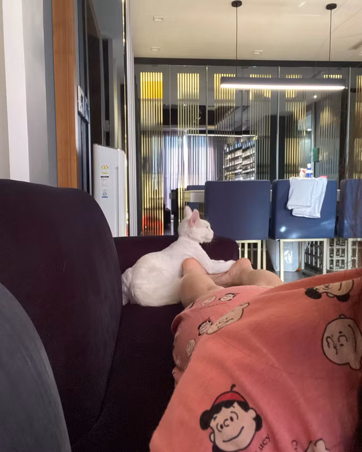 Vì thế, Trấn Thành - Hari Won khéo léo chọn màu sắc sao cho hài hoà với tông màu chủ đạo của ngôi nhà.