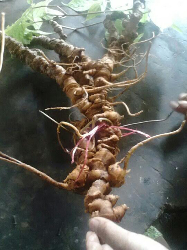 Theo thông tin trên báo Vietnamnet, củ sâm Ngọc Linh quý hiếm, nặng gần 1kg, được phát hiện ở vùng rừng núi Ngọc Linh (Quảng Nam) đã bán cho một đại gia bất động sản ở Sài Gòn với giá 250 triệu đồng. Ảnh: Vietnamnet.