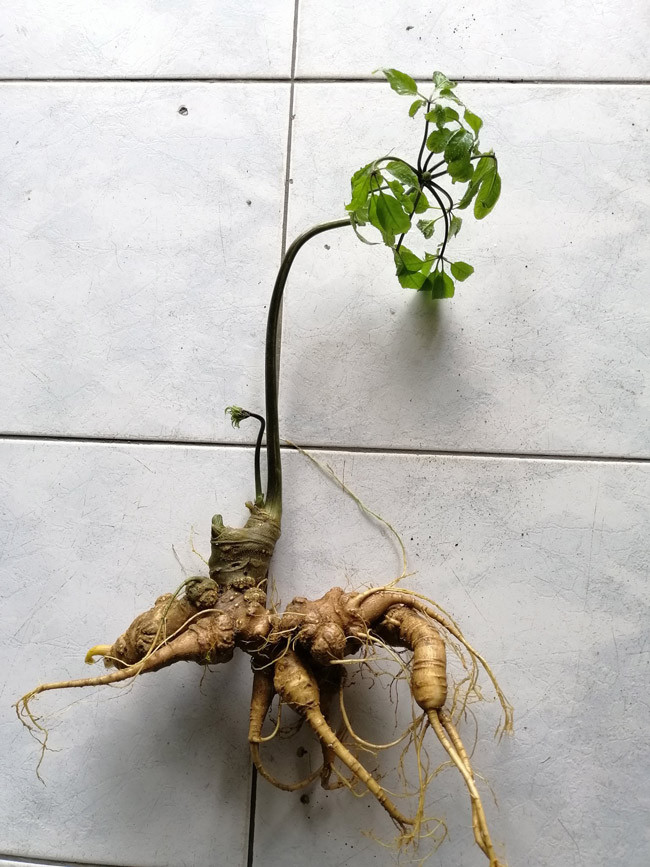 Còn theo báo Dân Việt, một củ sâm Ngọc Linh trị giá khoảng 500 triệu đồng được một người trồng tại tỉnh Kon Tum bán cho thương lái. Ảnh: Dân Việt.