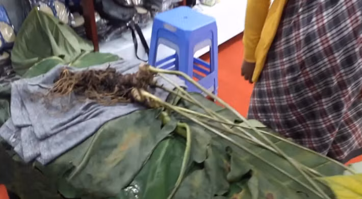 Củ sâm thứ hai nặng gần 0,8 kg, cao gần 1 m tính cả phần thân cây. Ảnh: Người lao động.