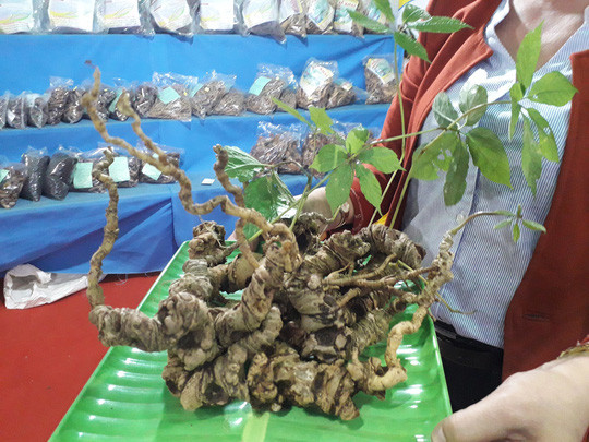 Tương tự, báo Người lao động đưa tin về 2 củ sâm Ngọc Linh "khủng" xuất hiện tại phiên chợ sâm hồi đầu tháng 3/2018. Ảnh: Người lao động.