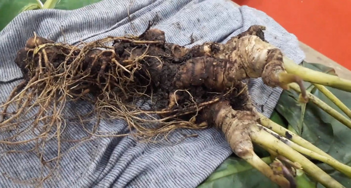 Củ sâm đào trên đỉnh núi Ngọc Linh này có tuổi đời hàng chục năm và được rao bán hơn 400 triệu đồng. Ảnh: Người lao động.