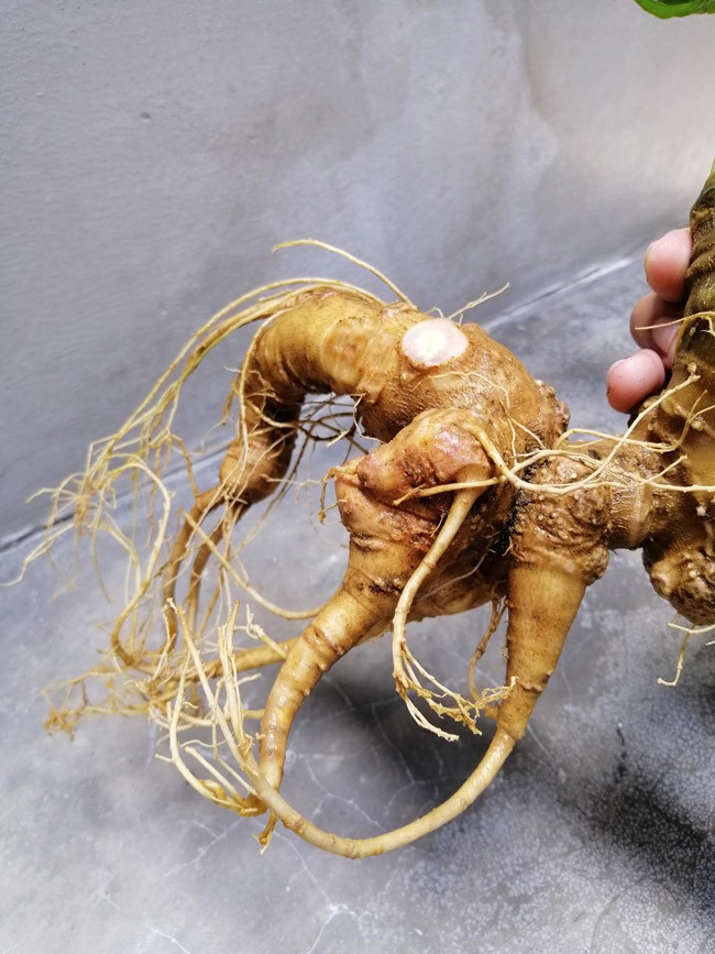 Củ sâm Ngọc Linh có tuổi đời khoảng 25 năm, thuộc thế hệ những cây sâm Ngọc Linh giống đầu tiên. Ảnh: Dân Việt.