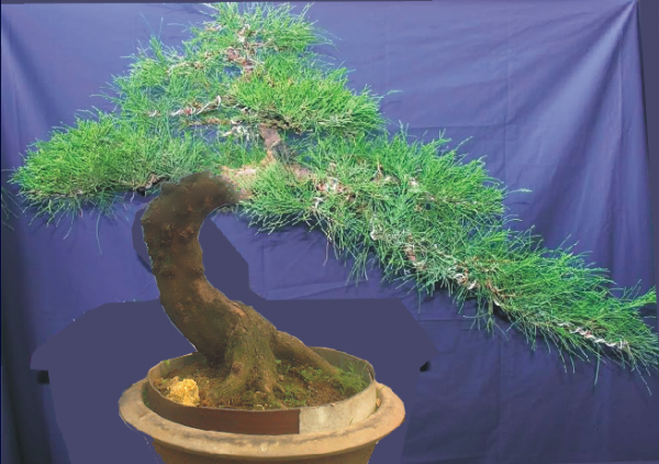 Phi lao bonsai dáng thác đổ. Ảnh: Caycanhhanoi.