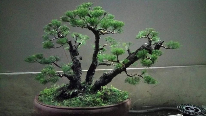 Bonsai phi lao phong cách tao nhã. Ảnh: FB BonsaiQuangbinhtan.