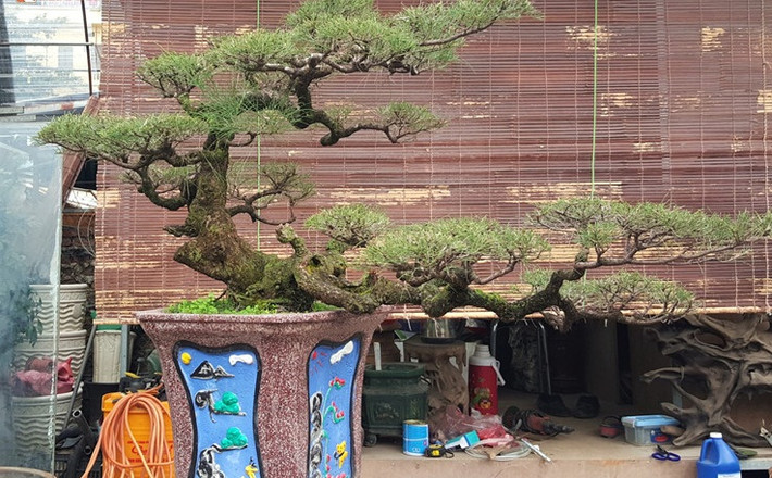 Phi lao cảnh tạo dáng lạ mắt có giá hàng chục triệu đồng. Ảnh: Đóa Nhi.