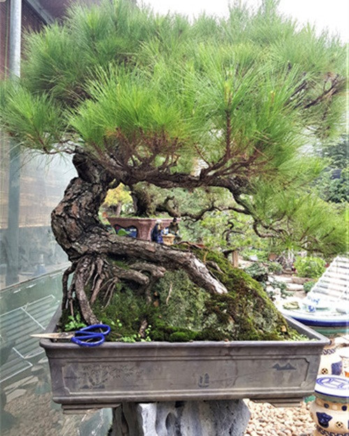 Chậu bonsai phi lao có thân uốn cong cong như long thân. Gốc và bộ rễ lớn bám vào đất, tán cây rộng, vươn cao, cành lá xum xuê. Ảnh: Đóa Nhi.
