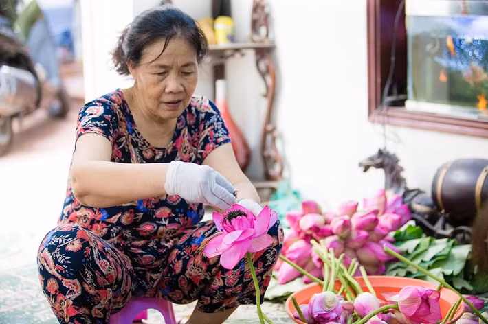 Để có một mẻ trà sen Tây Hồ ngon phải trải qua nhiều công đoạn mà người làm nhất định phải làm cẩn thận, tỉ mỉ từng bước. Ảnh: Dân Việt