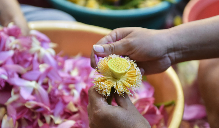 Sen hái xong đem về lấy gạo sen - thứ được ví như túi hương của bông sen rồi mới đem ướp. Ảnh: Tổ quốc.