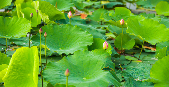 Đầu tiên, sen ướp trà phải là những bông sen mọc trong đầm làng Quảng Bá vào thời điểm hoa mới chớm nở. Ảnh; VTV