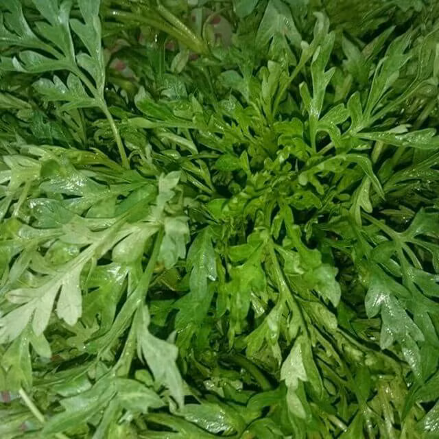 Loại rau này hiện được bán với giá khoảng 70.000 đồng/kg.