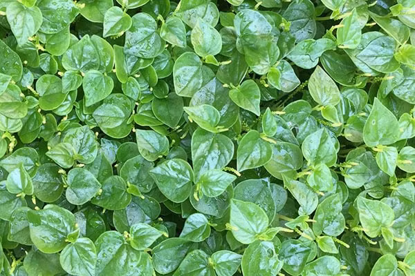 Mặc dù được bán khá nhiều ở Hà Nội nhưng không nhiều người biết đến rau càng cua. 