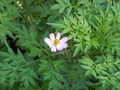 Sao nhái là loại rau rừng đặc sản của Tây Ninh. Lá rau có mùi thơm nhẹ của quả xoài.