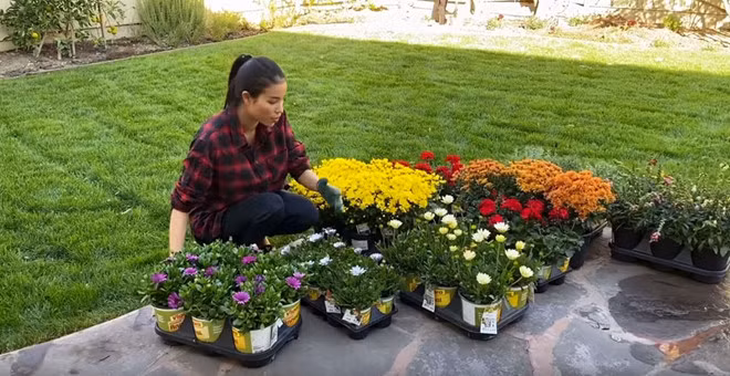 Phạm Hương dành một góc riêng để trồng hoa. Nguồn ảnh: FBNV.