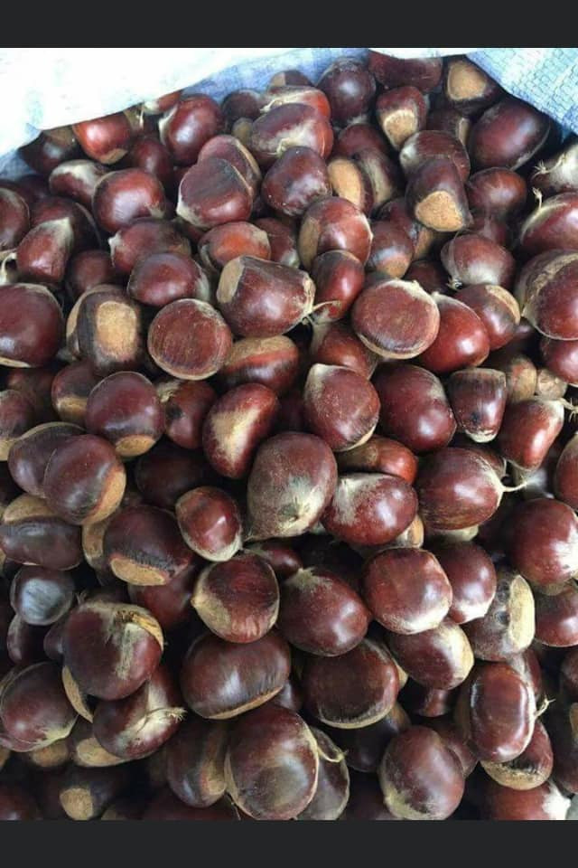 Hạt dẻ ở huyện Trùng Khánh (Cao Bằng) được trồng theo lối quảng canh, không chăm sóc, nên sản lượng thấp, không đủ để bán.