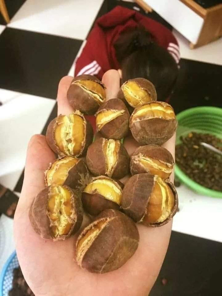 Trong khi đó, hạt dẻ Sapa phần lớn được người dân nhặt về để dành ăn chứ không bán.