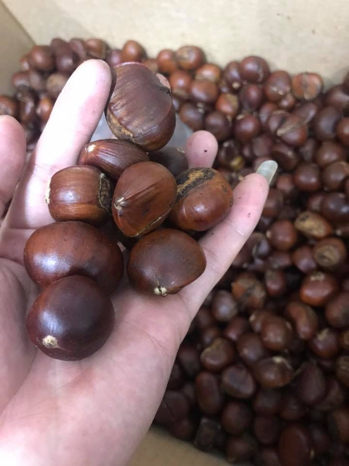 Loại hạt dẻ này đều to, bóng bẩy, đẹp mắt, ruột vàng và để được khoảng 3 tháng nếu cấp đông.