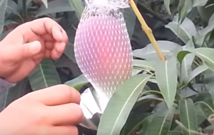 Xoài chín sẽ được thu hoạch bằng tay, từng trái một.