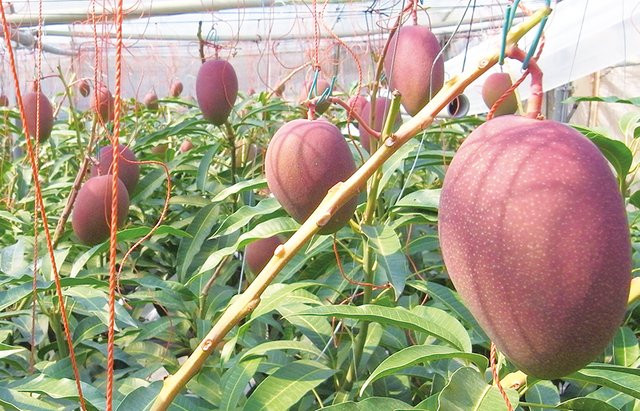 Loại xoài này được chăm sóc cẩn thận trong nhà kính ở tỉnh Miyazaki Nhật Bản.