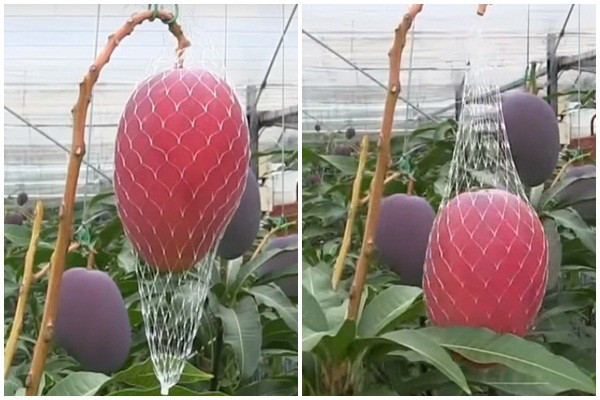 Đây chính là cách hoàn hảo để đảm bảo xoài đã chín, tươi ngon và bổ nhất Nguồn ảnh: Noal Farm/Youtube.