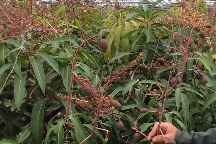 Một thời gian sau, từng trái xoài được bọc trong túi kín để tránh côn trùng.