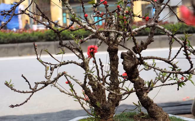 Điều đặc biệt nữa là đào thất thốn ra hoa cả ở gốc, ở cành và thân cây, hoa nở to, đỏ như màu máu với cánh hoa dày đẹp đến lạ lung.