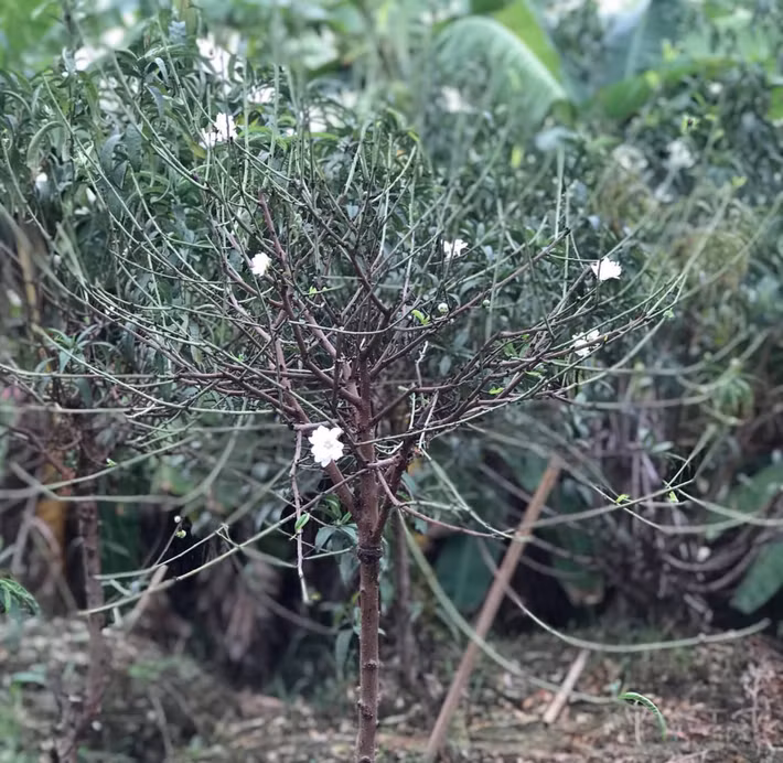 Một gốc Bạch đào cỡ nhỏ có giá lên tới chục triệu đồng, phụ thuộc vào độ tuổi, số lượng hoa. Các cành bạch đào nhỏ, ít hoa có giá từ 500.000 - 1 triệu đồng.