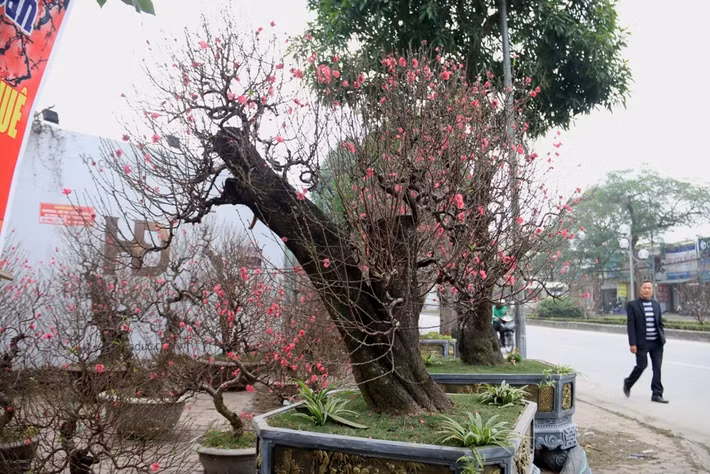 Vài năm gần đây, đào Tây Bắc được nhiều khách sành chơi tìm mua trưng nhà ngày Tết hay làm quà tặng bạn bè sau khi đi du lịch miền núi trở về.