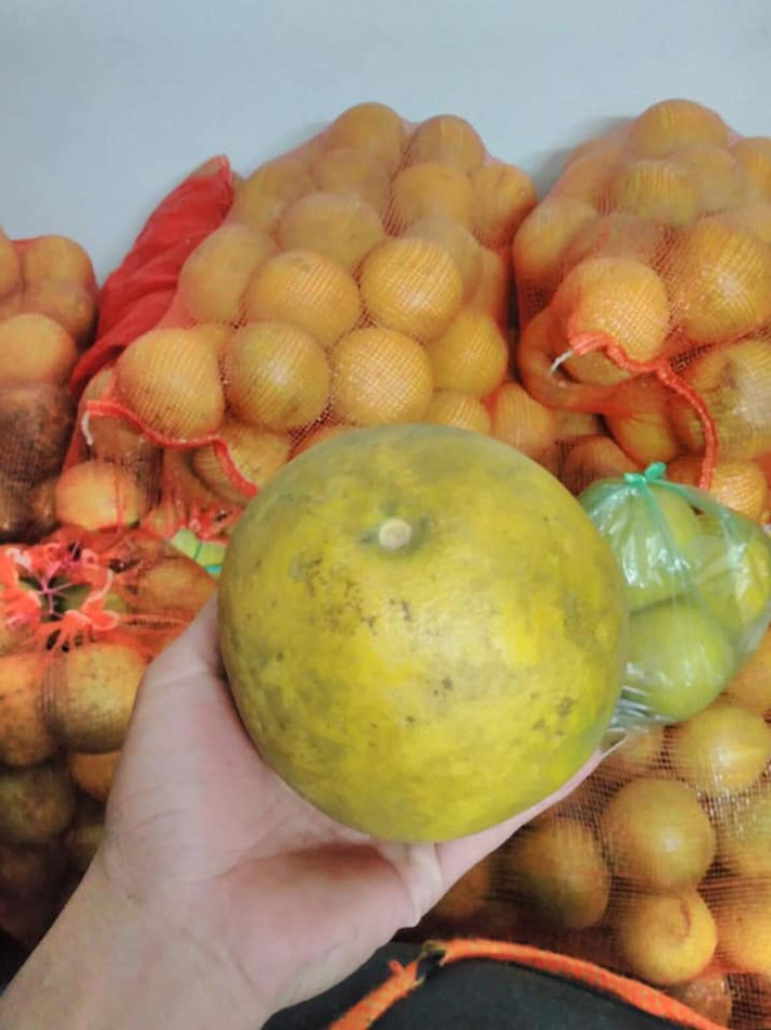 Những cây bưởi Diễn chỉ vài năm tuổi nên giá mua tại vườn cũng rẻ, từ 5.000 - 9.000 đồng/quả.