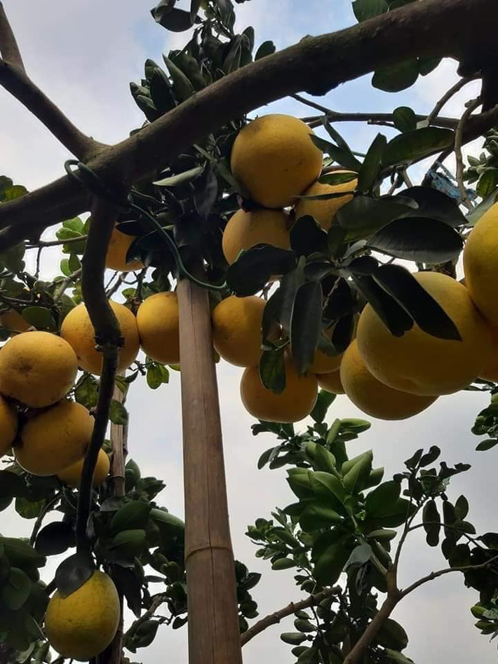 Về mức giá rẻ, anh Hưng tiết lộ bưởi Diễn hiện được trồng khá nhiều tại Hưng Yên. Hơn nữa, đây thời điểm này đang vào mùa thu hoạch rộ.