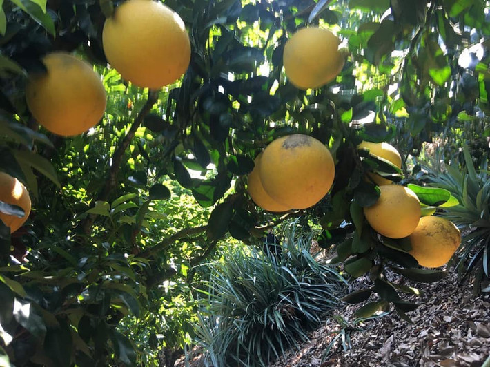 Tuy nhiên, không ít người vẫn tỏ ra nghi ngại, không biết đây có phải là loại bưởi thường được gắn mác bưởi Diễn?